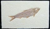 Knightia Fossil Fish - Wyoming #7564-1